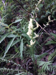 Oxytropis campestris
