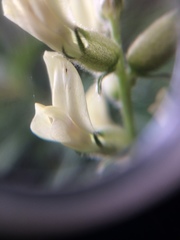 Oxytropis campestris