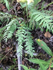 Oxytropis campestris