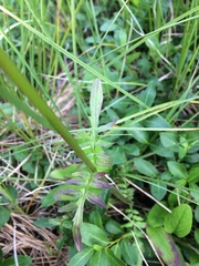 Valeriana dioica