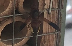Rhynchium oculatum