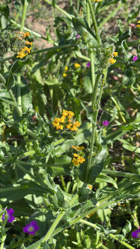 Amsinckia spectabilis, photograph 6