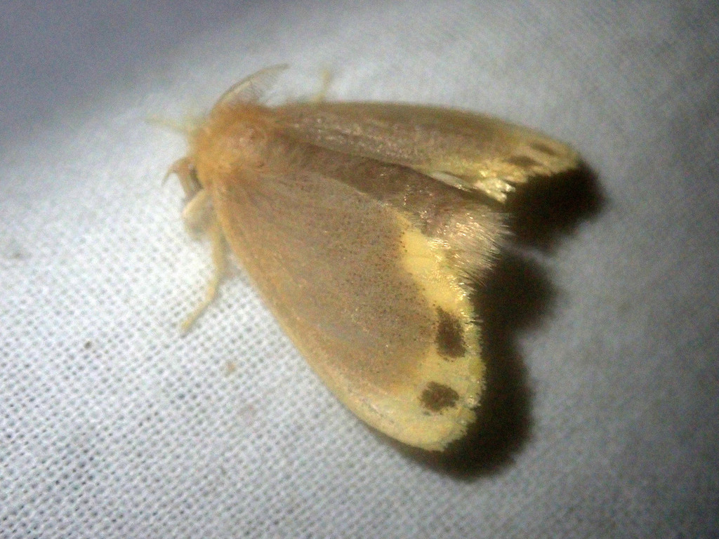Toxoproctis bifurcata (Toxoproctis bifurcata)