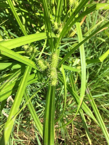 Carex frankii iNat (1)