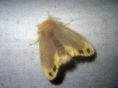 Toxoproctis bifurcata