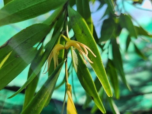 Dendrobium dactylodes
