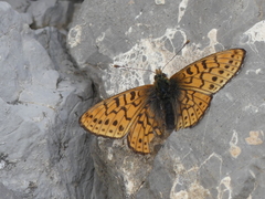 Boloria astarte