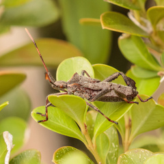 Leptoglossus concolor