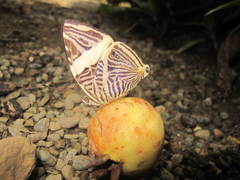 Colobura dirce dirce