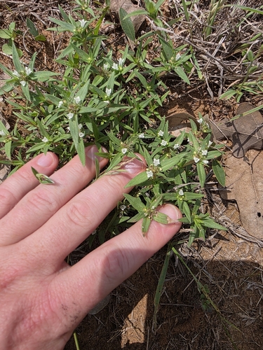 Image of Prairie Mexican clover by (c) Cleveland Powell, some rights reserved (CC BY)