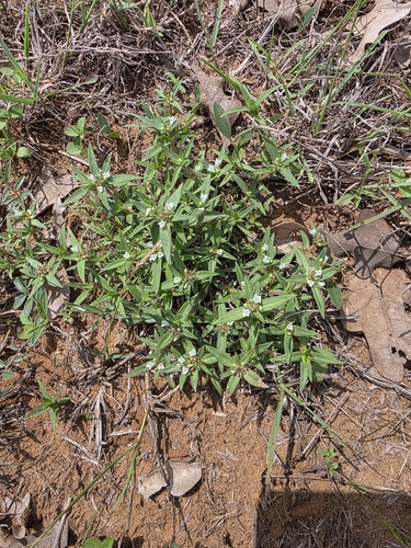 Image of Prairie Mexican clover by (c) Cleveland Powell, some rights reserved (CC BY)