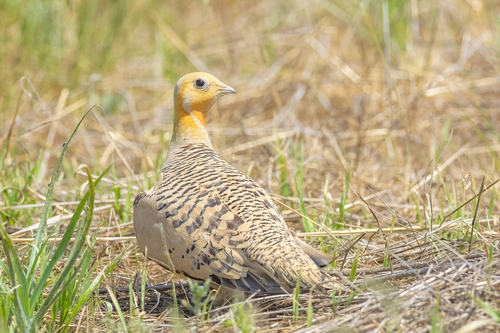 Ganga de Pallas (Syrrhaptes paradoxus)