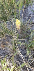 Castilleja cusickii