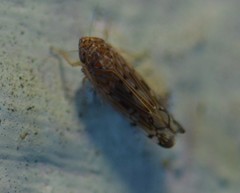 Osbornellus borealis