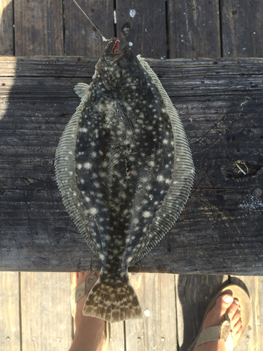 Southern Flounder