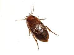 Copelatus caelatipennis