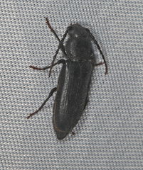 Asemum nitidum
