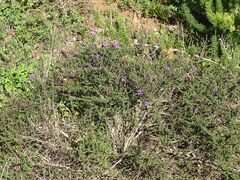 Jamesbrittenia microphylla, photograph (c) Shaun Swanepoel, some rights reserved (CC BY)
