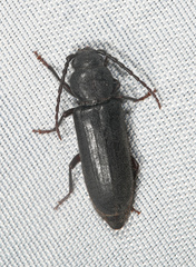 Asemum nitidum