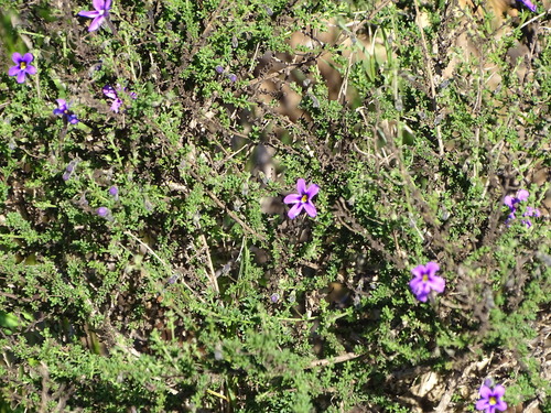 Jamesbrittenia microphylla, photograph 5