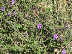 Jamesbrittenia microphylla, photograph (c) Shaun Swanepoel, some rights reserved (CC BY)