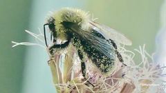 Bombus impatiens