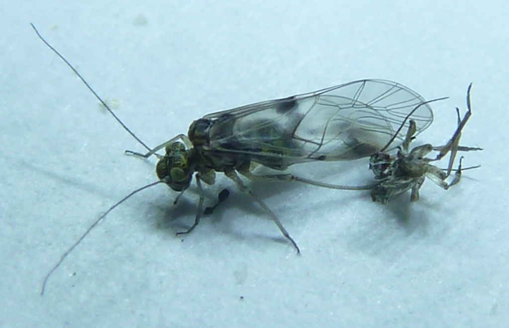 Psocinae