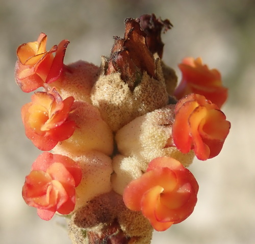 Image of Hermannia trifoliata by (c) Nicola van Berkel, some rights reserved (CC BY-SA)