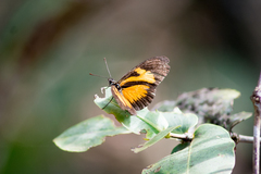 Eueides vibilia