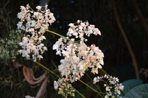 Begonia nelumbiifolia, photograph 3