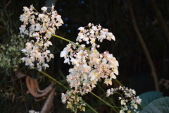 (c) Tenoch Cuauhtémoc Perez, some rights reserved (CC BY) Begonia nelumbiifolia, photograph (c) Tenoch Cuauhtémoc Perez, some rights reserved (CC BY)