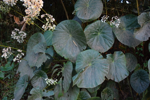 Image of Begonia nelumbiifolia by (c) Tenoch Cuauhtémoc Perez, some rights reserved (CC BY)