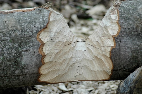 American Beaver photographed in Indiana