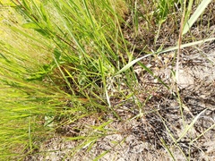 Allium flavum tauricum