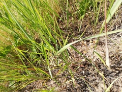 Allium flavum tauricum