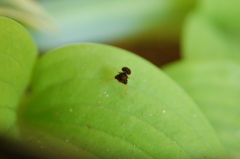 Chrysopilus basilaris