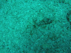 Stenorhynchus debilis