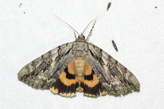 Catocala subnata