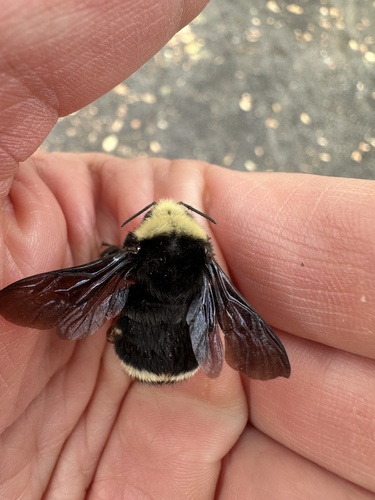 iNaturalist observation photo of Yellow-faced Bumble Bee