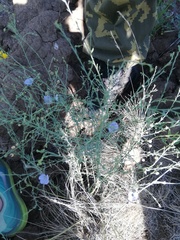 Linum perenne