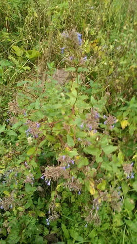 Image of Nepeta grandiflora by (c) Михаил Орлов, some rights reserved (CC BY)