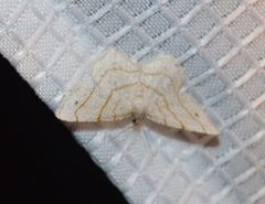 Trigrammia quadrinotaria