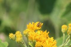 Pseudocentrinus ochraceus