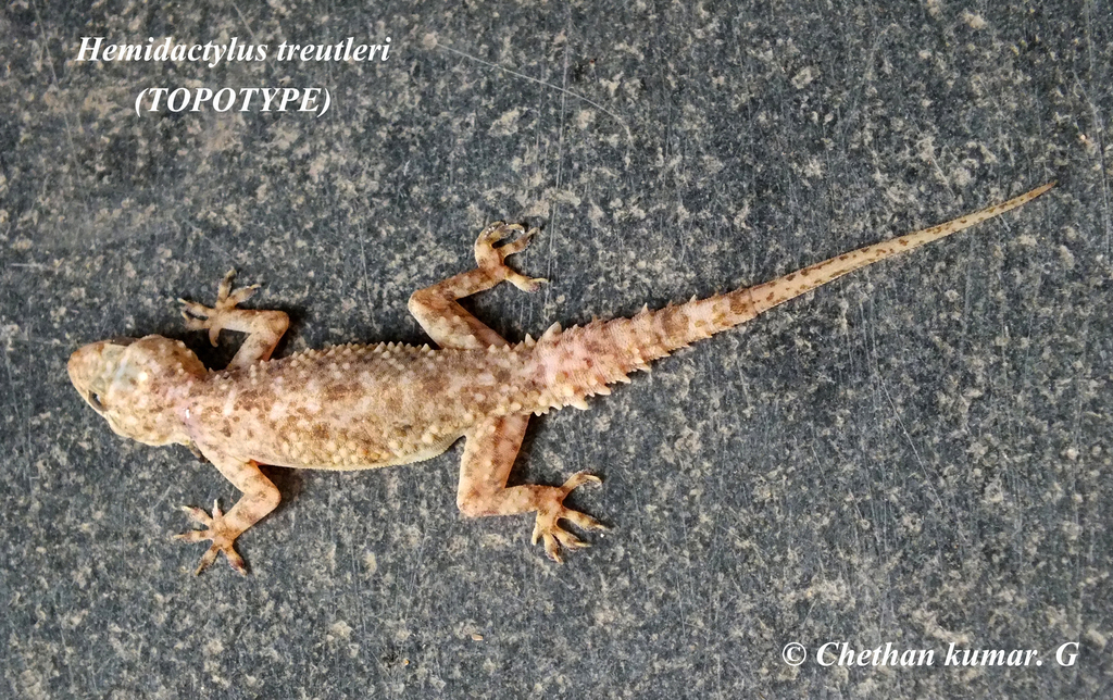 Treutler's Gecko
