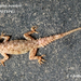 Treutler's Gecko - Photo (c) Chethan kumar, some rights reserved (CC BY-NC), uploaded by Chethan kumar