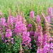 Fireweed - Photo (c) Pavel Popov, some rights reserved (CC BY-NC), uploaded by Pavel Popov