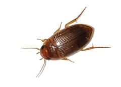 Copelatus caelatipennis