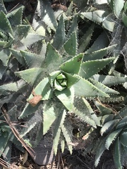 Aloe brevifolia