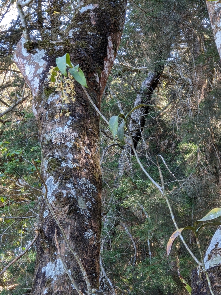 Epidendrum arbuscula Lindl. 2