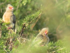 Urocolius indicus transvaalensis